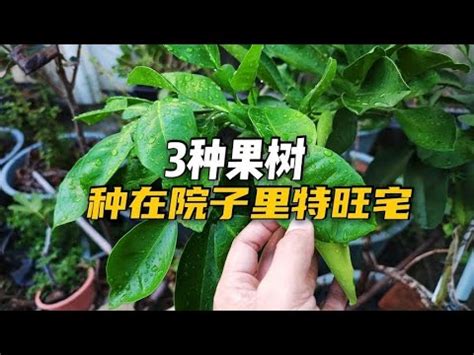 適合 北部種植的果樹|7種懶人必種北部果樹